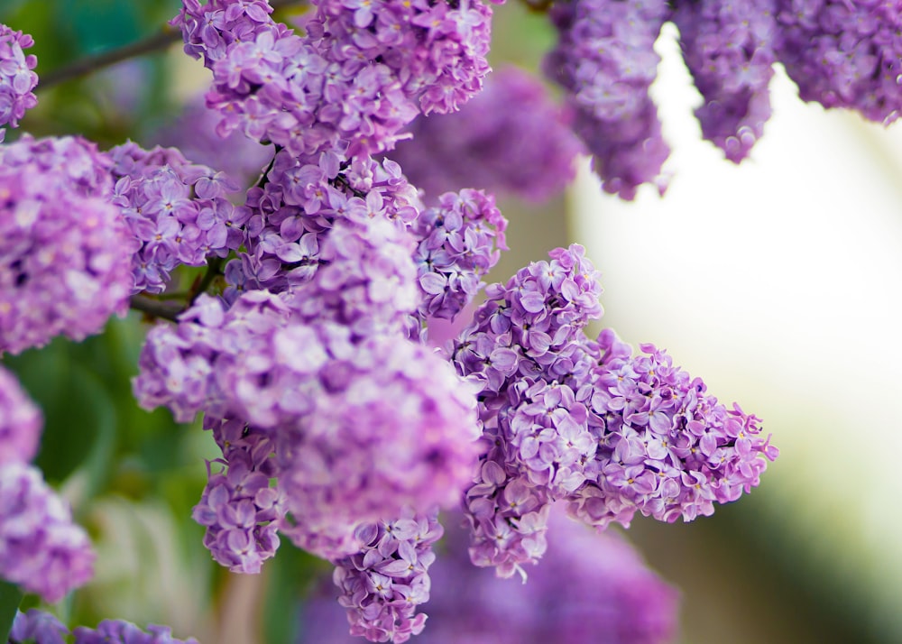 purple flowers in tilt shift lens