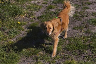 A happy dog walking on a leafy neighborhood path during a sunny day.