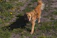A cheerful golden retriever wagging its tail during a midday walk in a leafy neighborhood.