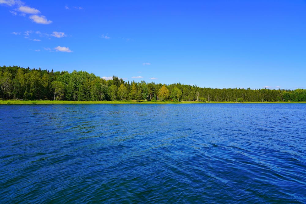 Grüne Bäume am blauen Meer unter blauem Himmel tagsüber