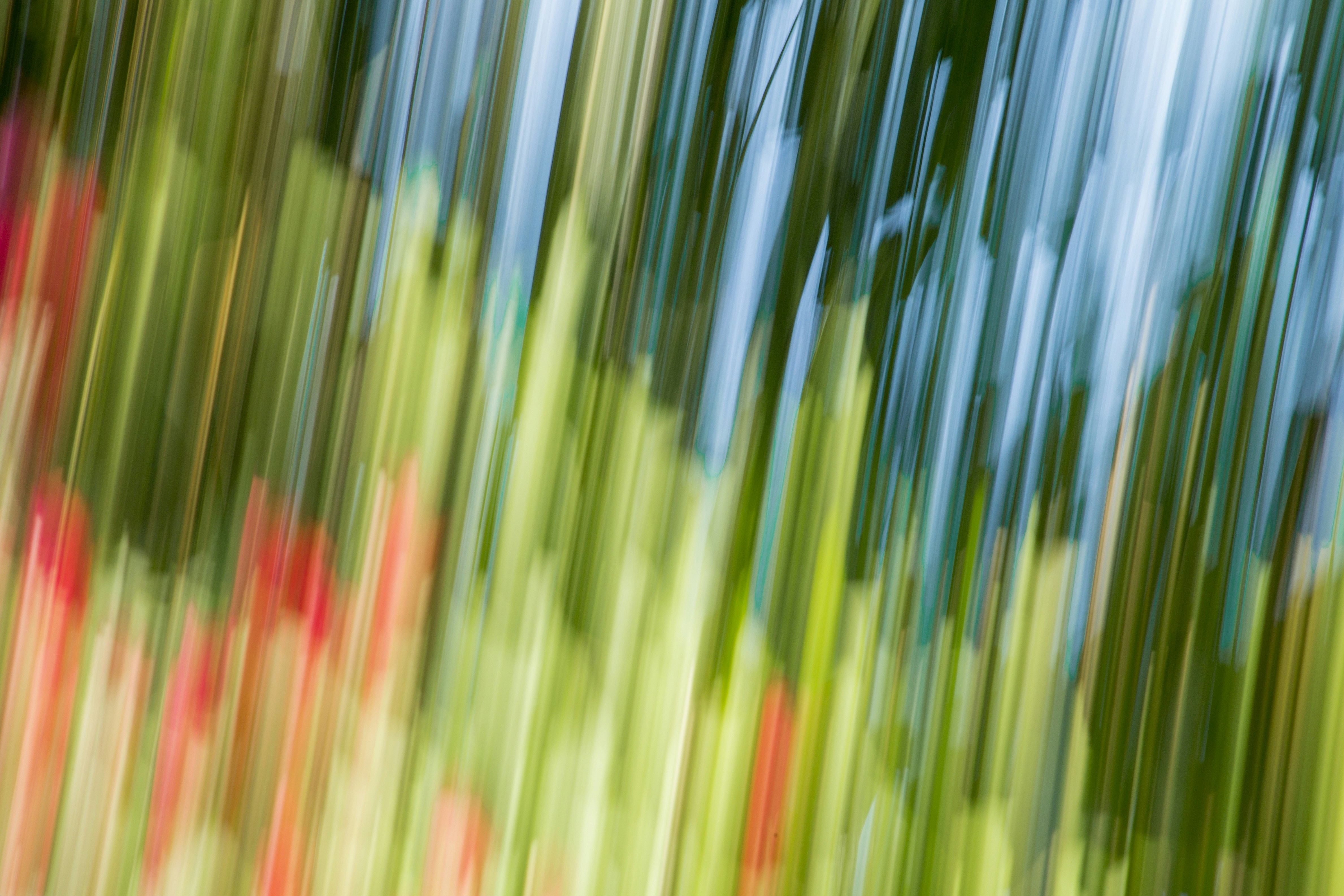 Photo by greenazalea