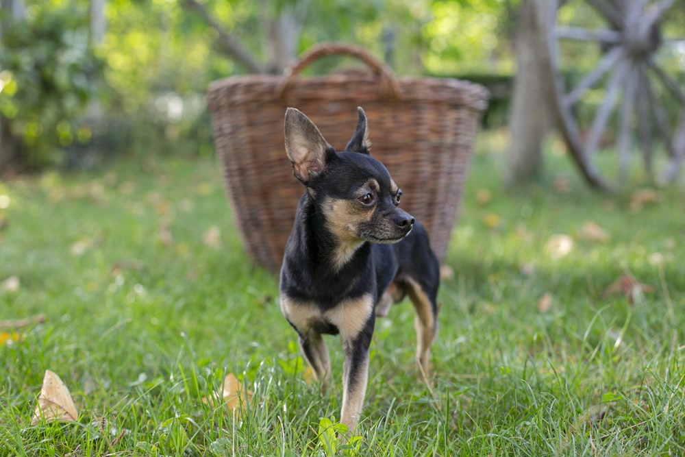 black and brown chihuahua on green grass during daytime