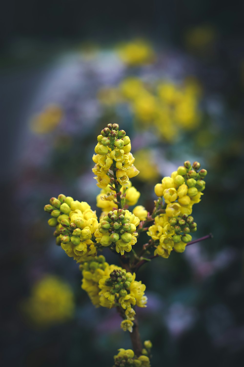 yellow flower buds in tilt shift lens