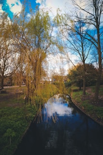 brown trees beside river during daytime