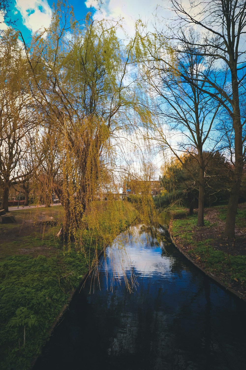 brown trees beside river during daytime