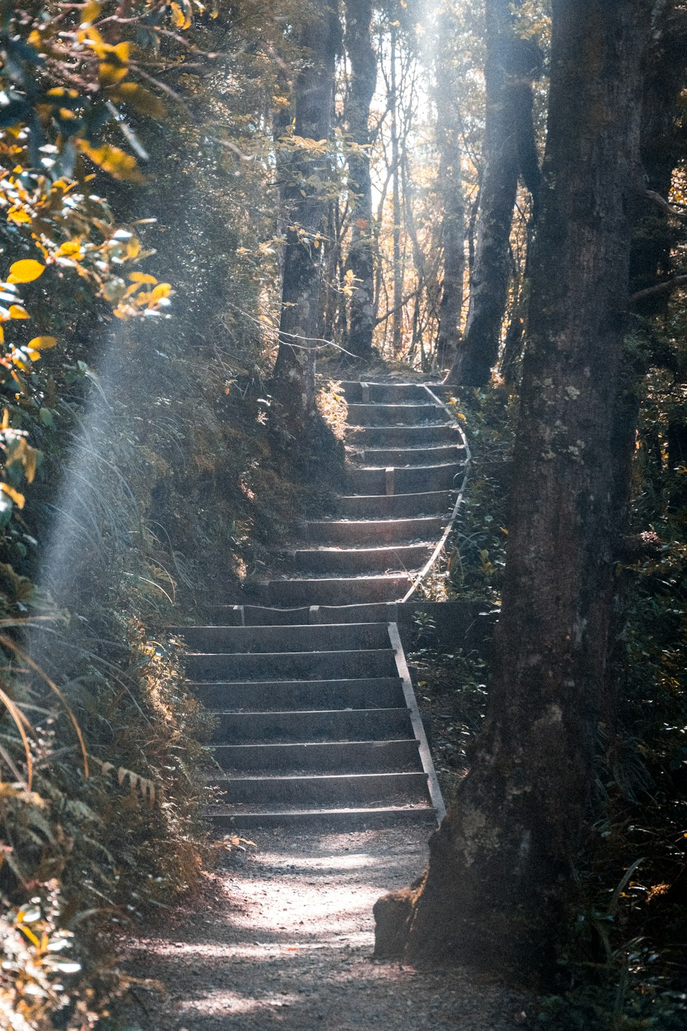 brown wooden staircase in forest