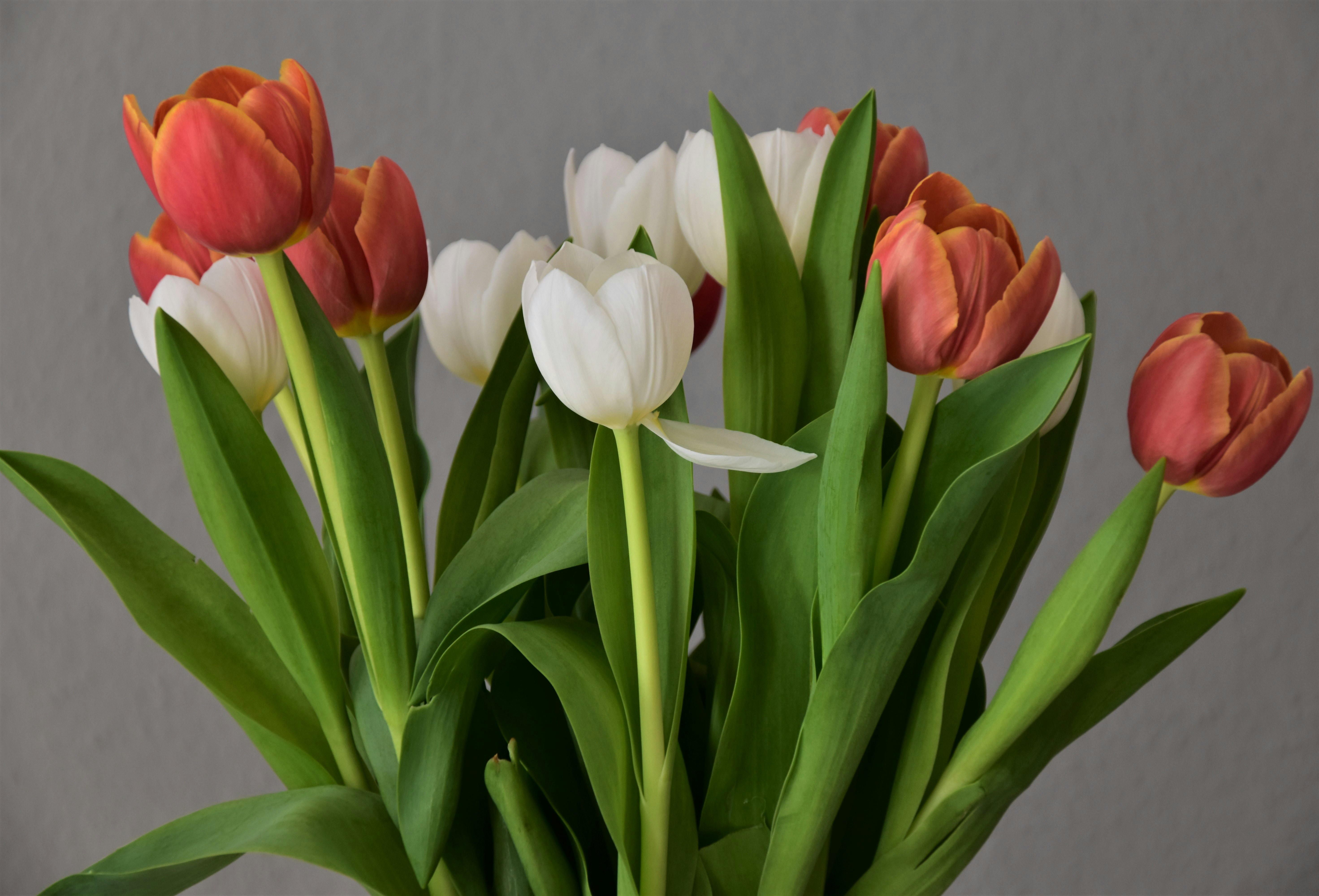 Tulips in a vase