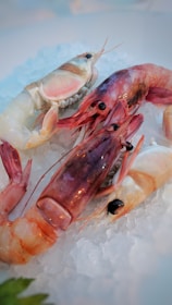 Several raw prawns are displayed on a bed of crushed ice, highlighting their fresh, glossy shells with shades of pink and white. The setting suggests a seafood market or preparation for a gourmet meal.