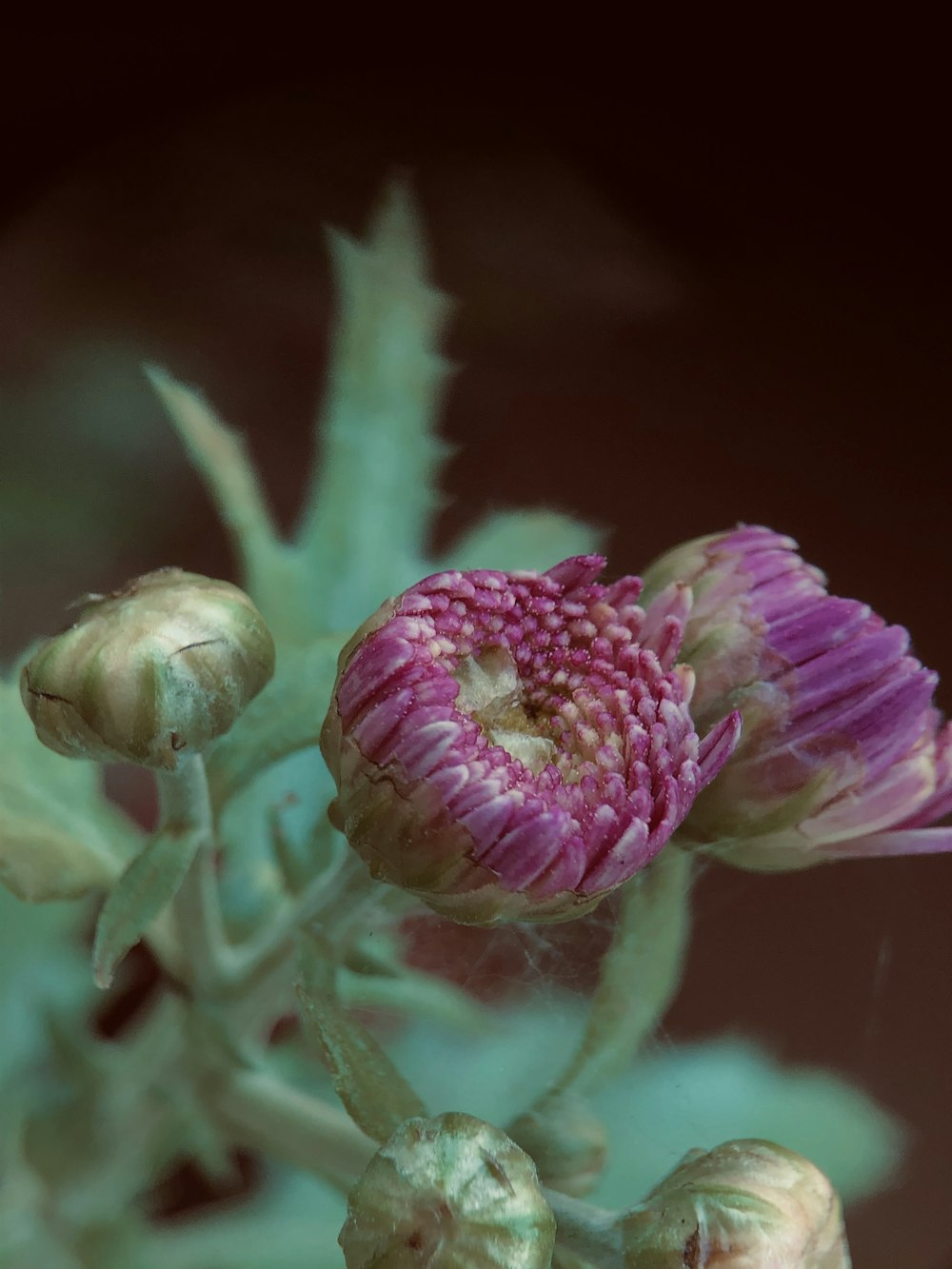 pink and white flower bud in macro photography