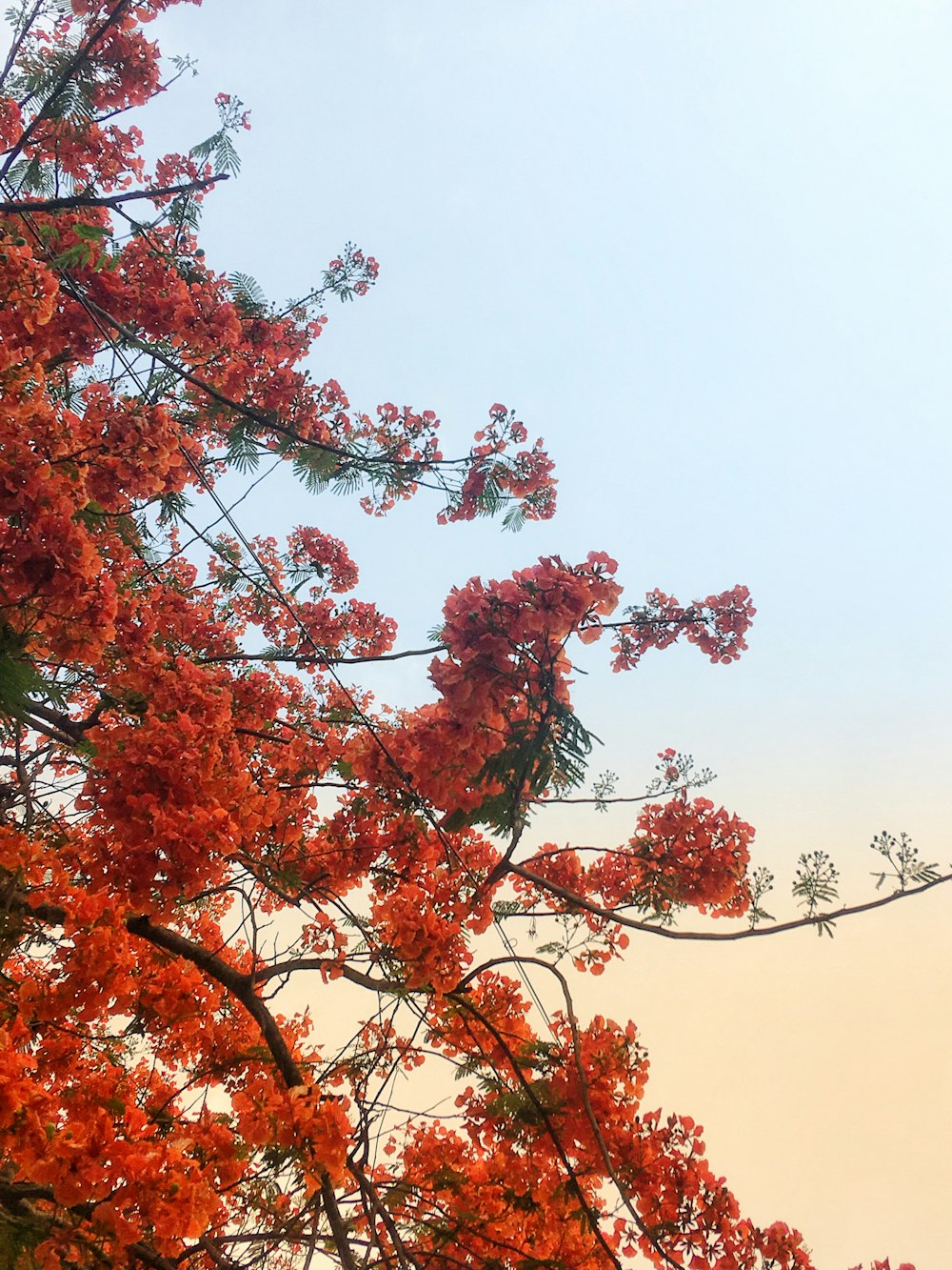 brown and green leaves tree