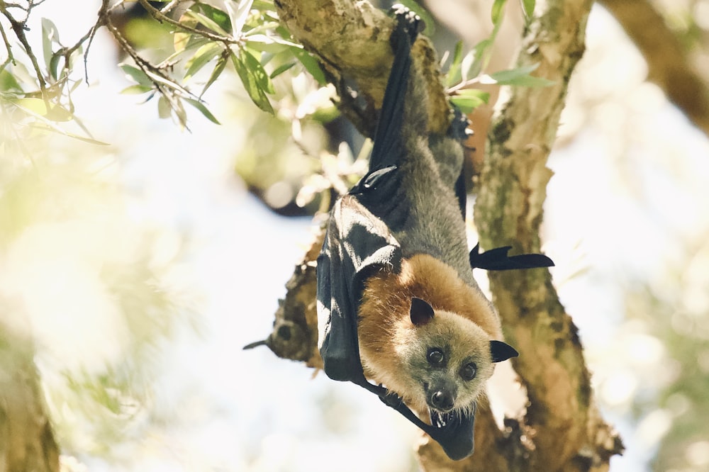 animal marrom e branco no galho da árvore durante o dia