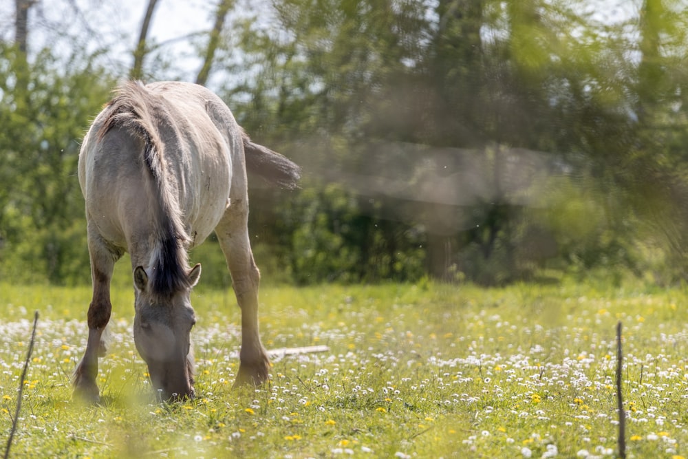 brown horse on green grass field during daytime