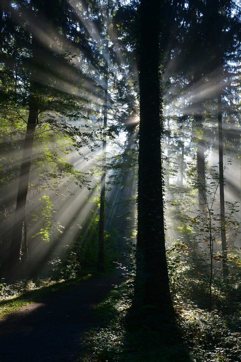 alberi verdi nella foresta durante il giorno