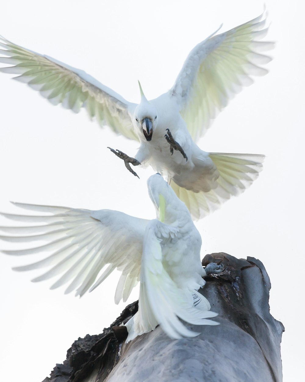 weißer und gelber Vogel am braunen Ast