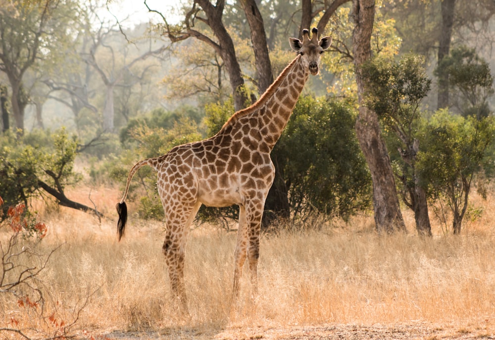 giraffe standing on brown grass field during daytime