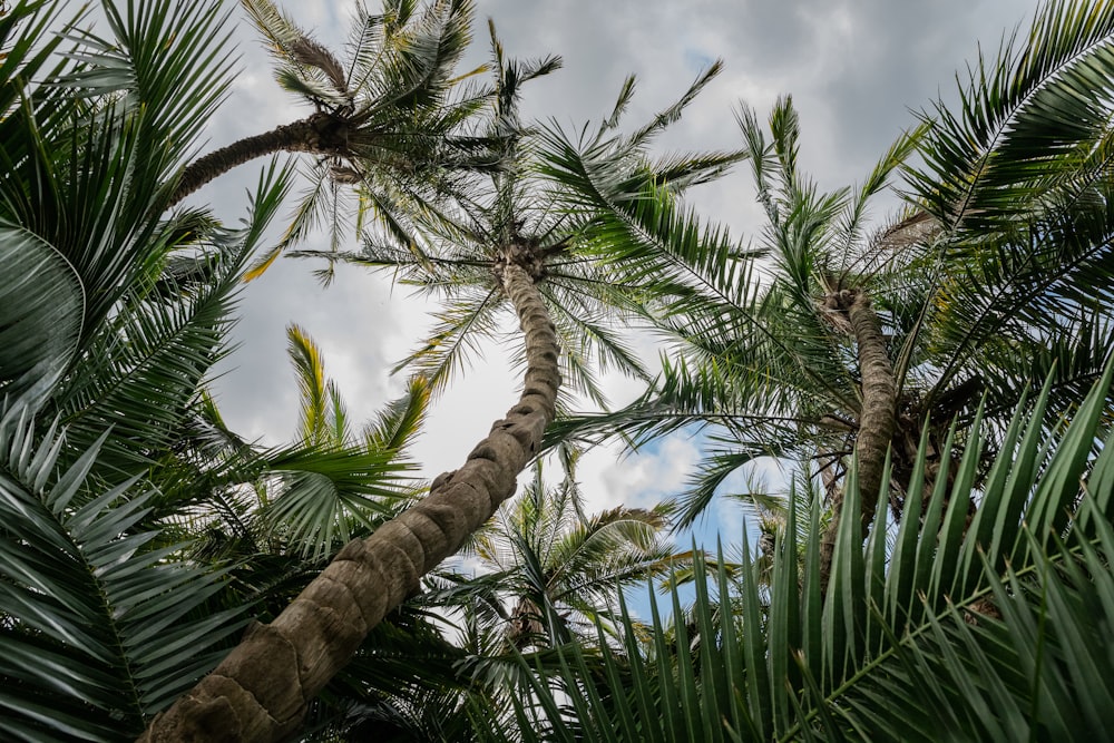 green coconut tree under blue sky during daytime