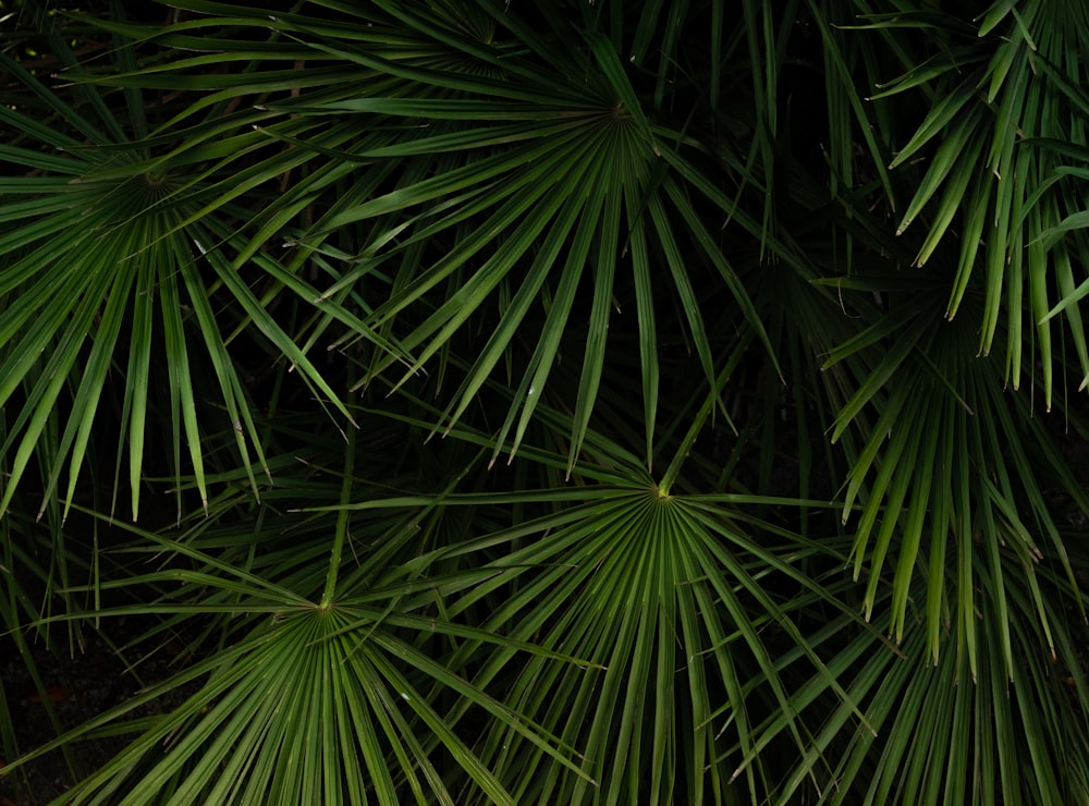 green palm plant during daytime