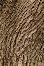 Detailed bark texture representing modern climbing gear used for tree surgery