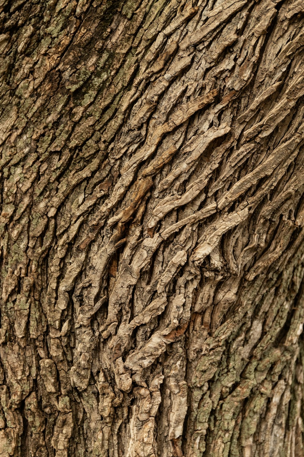 brown tree trunk in close up photography