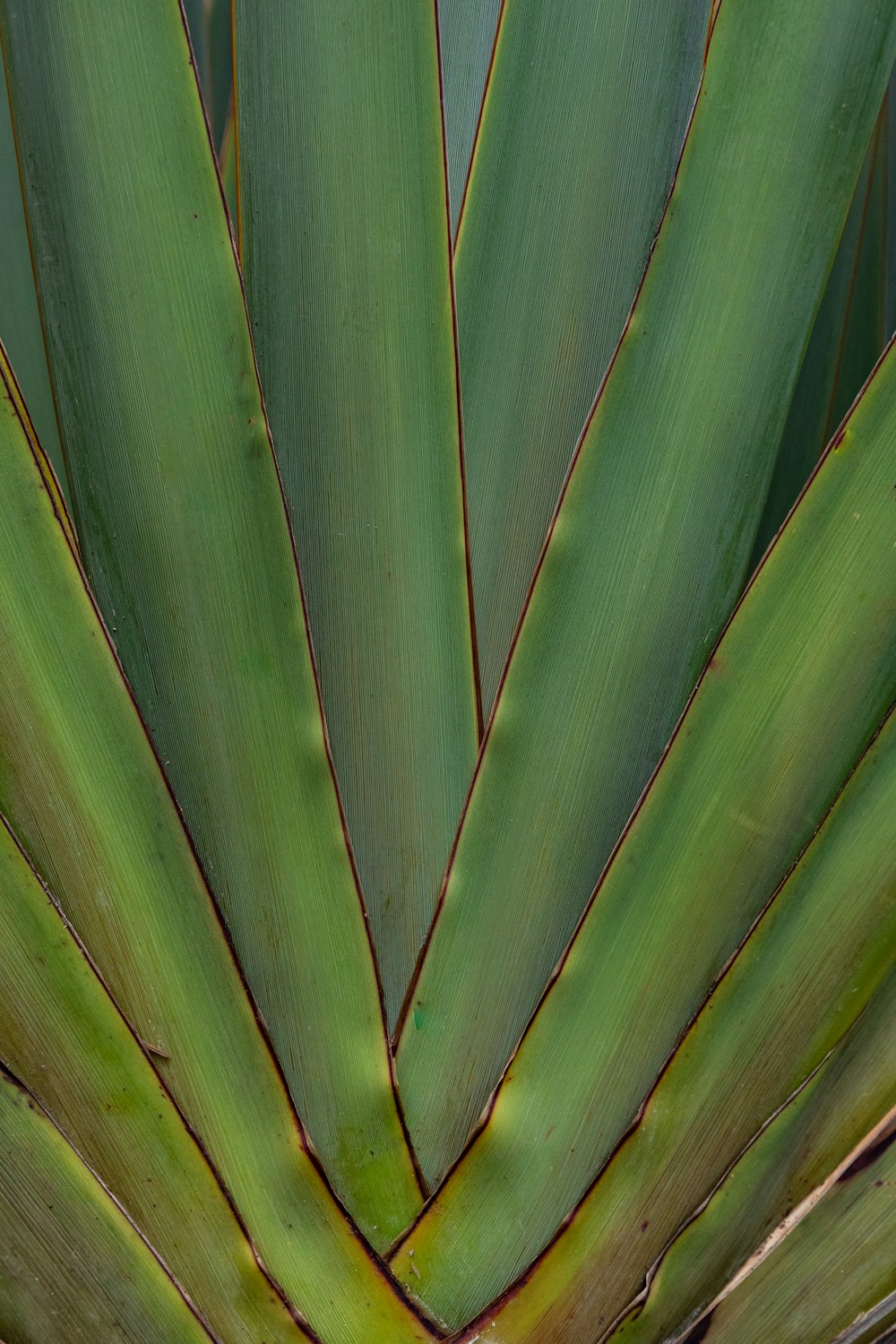 green banana leaf in close up photography