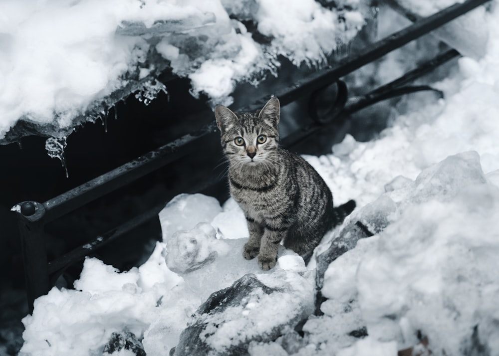 brown tabby cat on snow covered ground