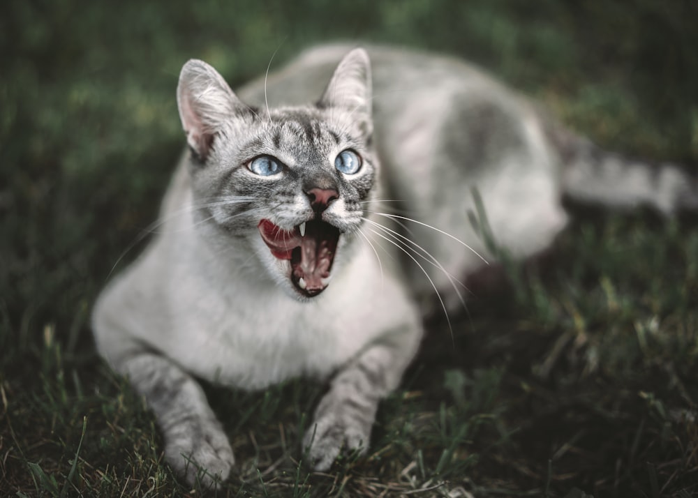 white and grey cat on ground