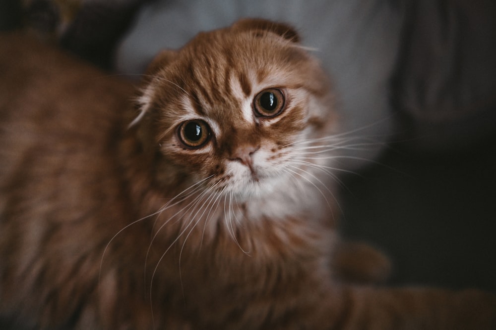 orange tabby cat on black textile