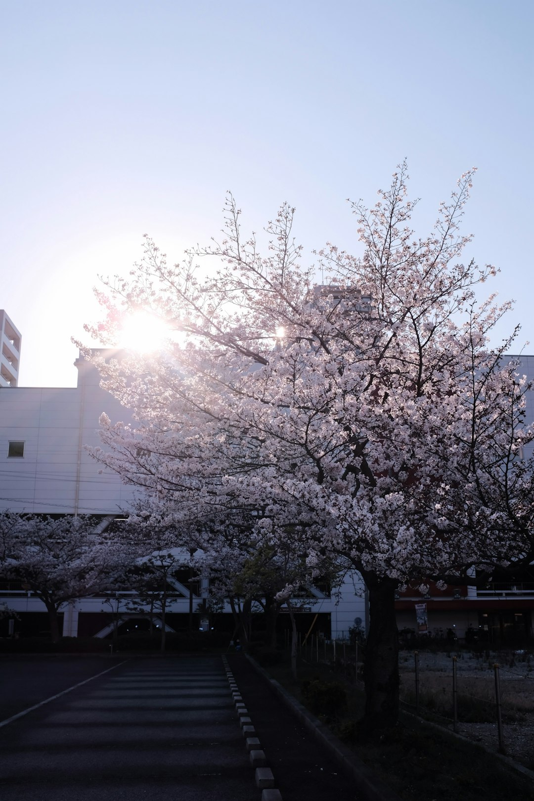 white tree near white building during daytime