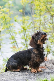 A small, dark-haired dog with a wiry coat sits attentively on a rocky surface. Its fur is a mix of black and brown, and its ears are floppy. In the background, there are blurred green trees and a body of water, suggesting a natural, outdoor setting.