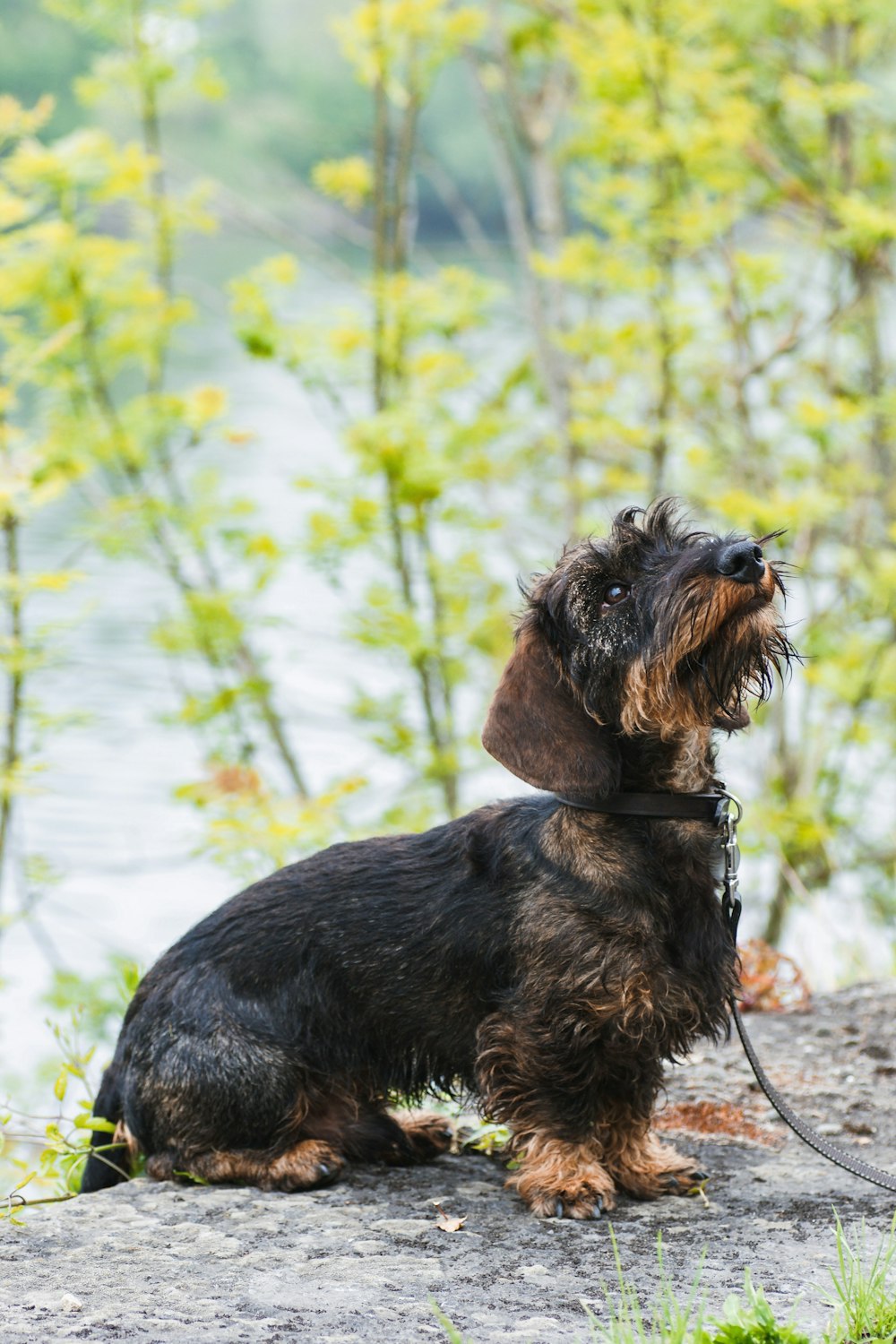 cão pequeno preto e marrom de pelagem longa em solo marrom durante o dia