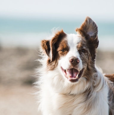 white and brown long coat large dog