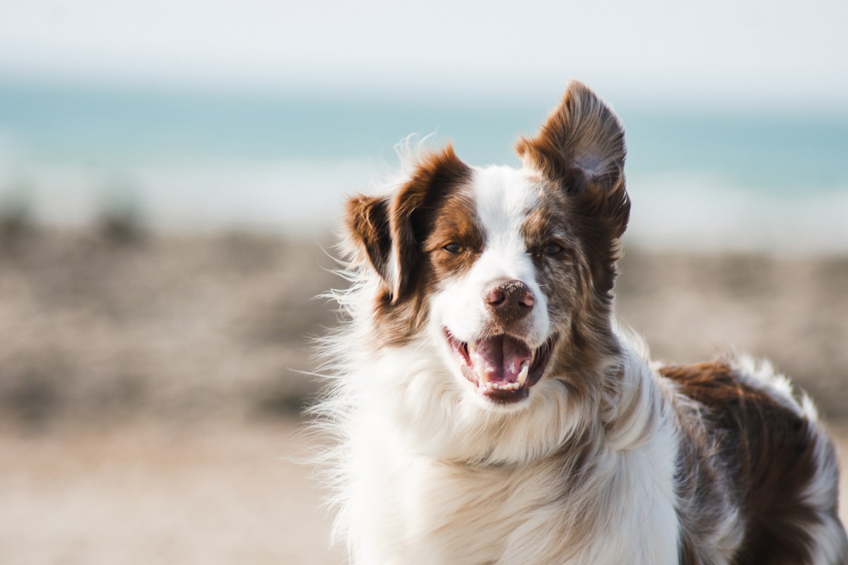 Dog running freely on an off-leash beach — dog-friendly beaches on the Sunshine Coast