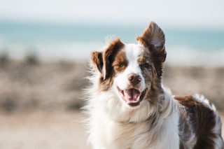 white and brown long coat large dog