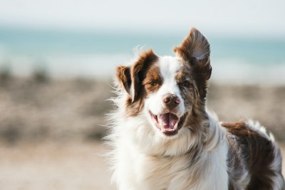Peluquería de mascotas