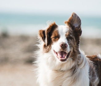 white and brown long coat large dog