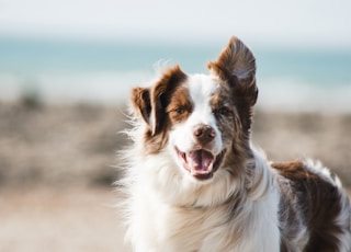 white and brown long coat large dog