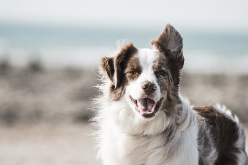 Reflective No-Pull Dog Harness