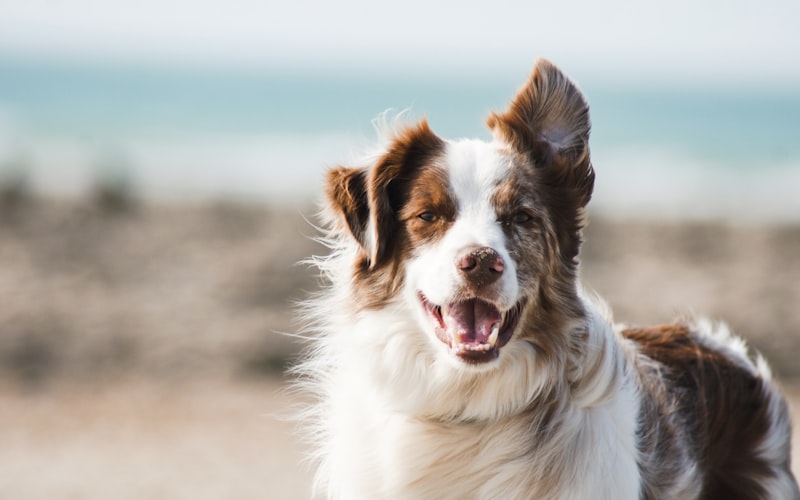 Happy dog