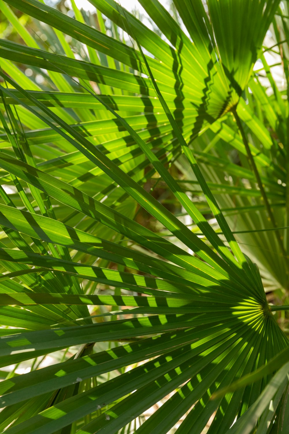 green palm plant during daytime