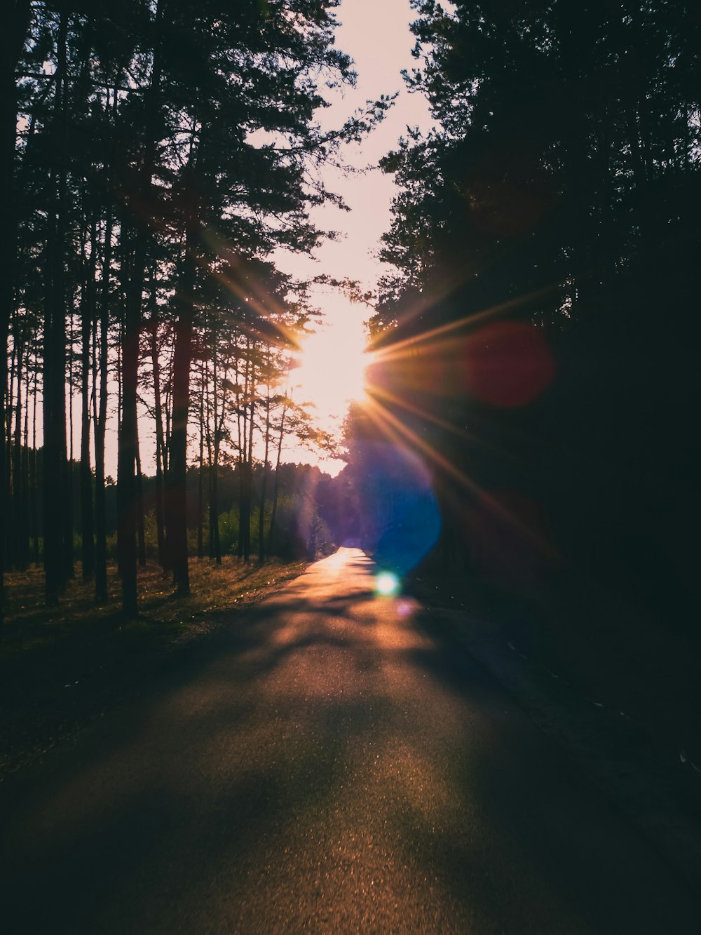 sun rays coming through trees