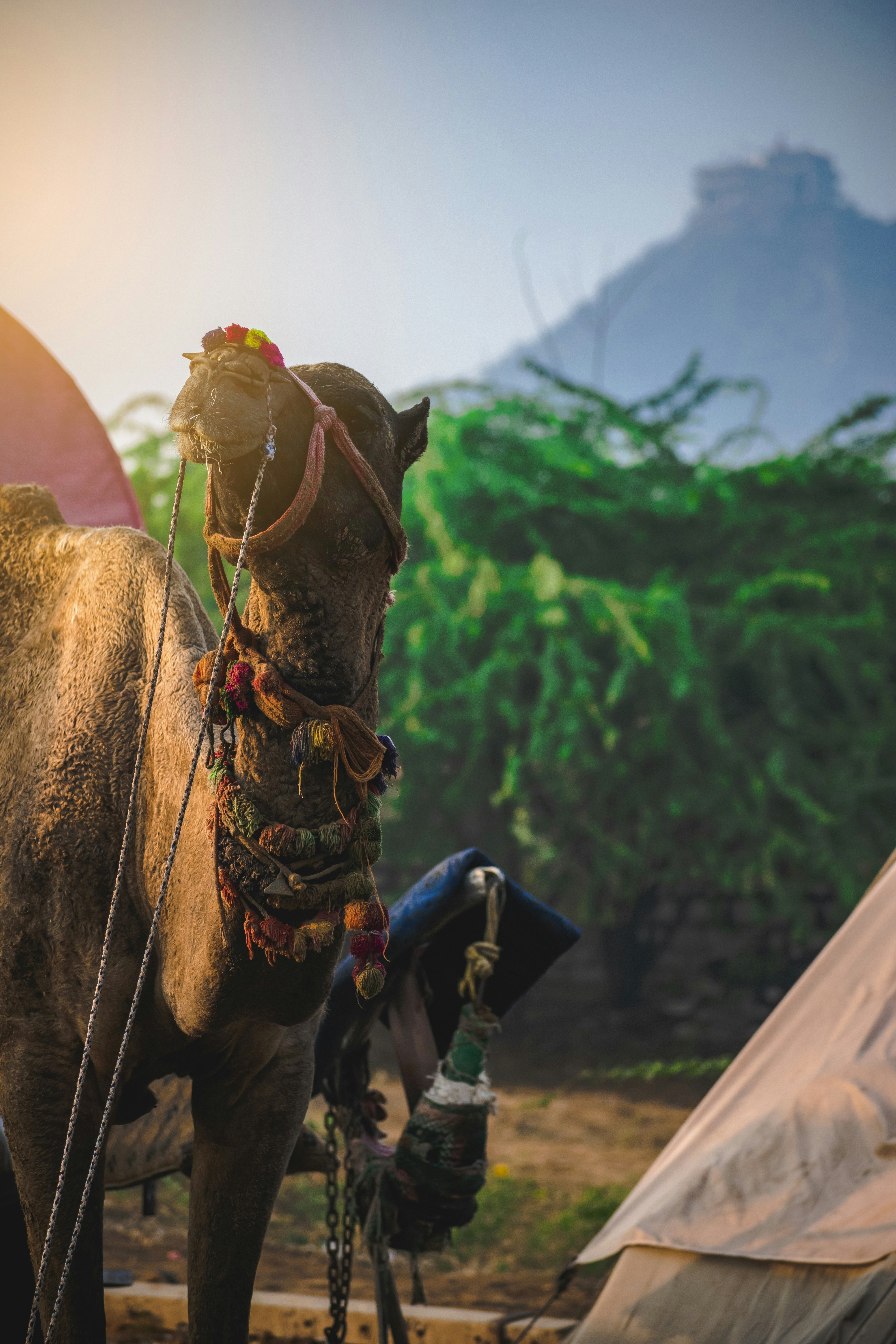 Camel ride at Pushakr