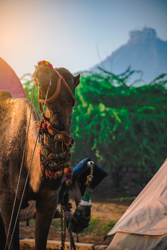 woman in black and white dress riding brown horse during daytime in Pushkar India