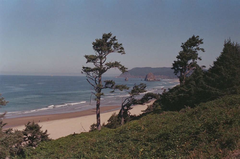 green tree on seashore during daytime