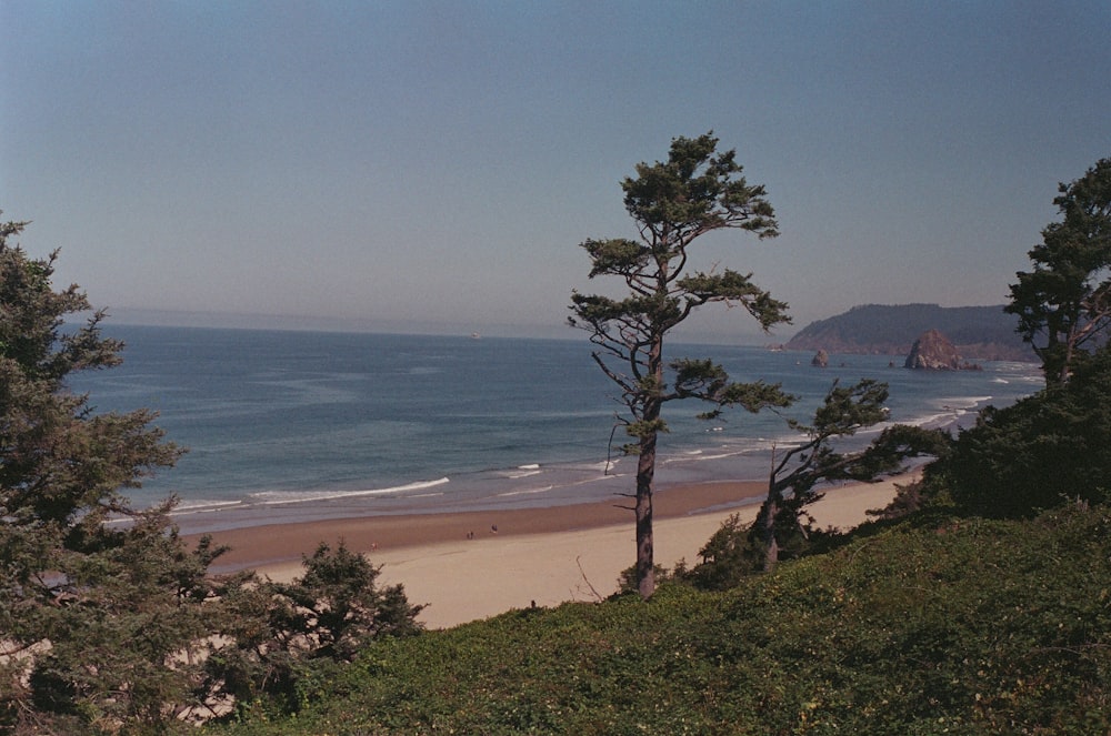 green tree on brown sand near body of water during daytime