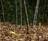 Bamboo stalks vertically rising from a forest floor covered with dry leaves and twigs. The backdrop is filled with lush green foliage, creating a natural and tranquil setting.