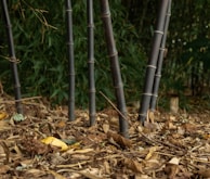 A vibrant outdoor shot of bamboo plants growing tall, symbolizing the sustainable source behind our products.