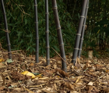 Bamboo stalks vertically rising from a forest floor covered with dry leaves and twigs. The backdrop is filled with lush green foliage, creating a natural and tranquil setting.