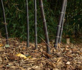 Bamboo stalks vertically rising from a forest floor covered with dry leaves and twigs. The backdrop is filled with lush green foliage, creating a natural and tranquil setting.