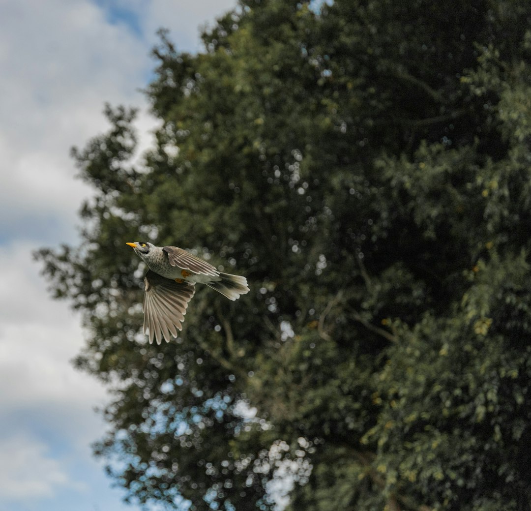 white and black bird flying over green tree during daytime