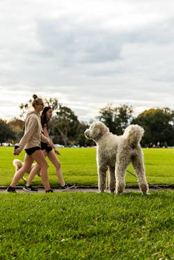 woman in white tank top and black shorts standing beside white poodle on green grass field